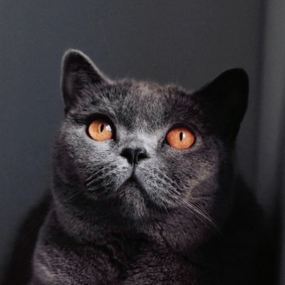 Животные